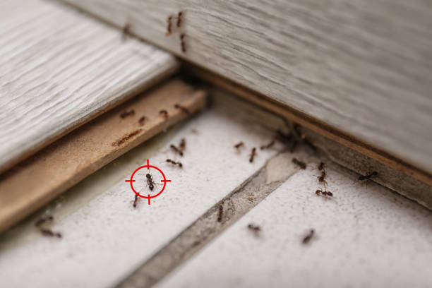 Best Ant Control Services  in Morristown, IN