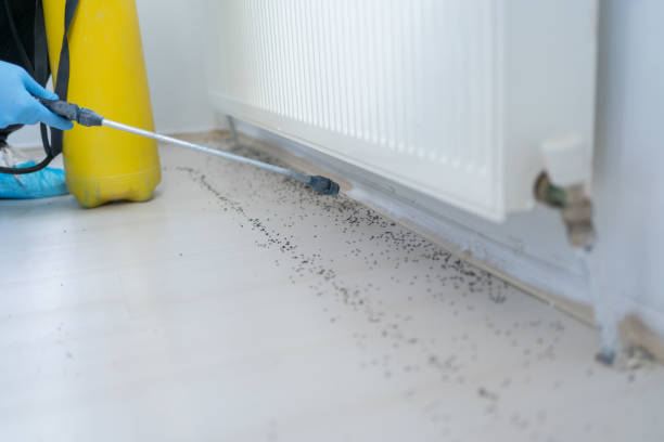 Best Pest Control for Homes  in Morristown, IN